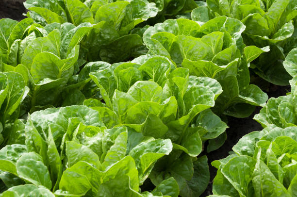 Lettuc
