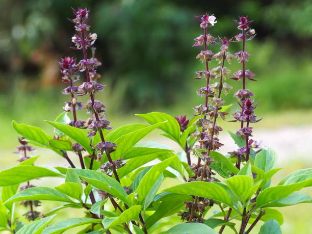 thai basil